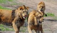 Watch video: Pride of Lions killed and ate rhino poachers on South African game reserve