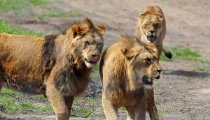 Watch video: Pride of Lions killed and ate rhino poachers on South African game reserve
