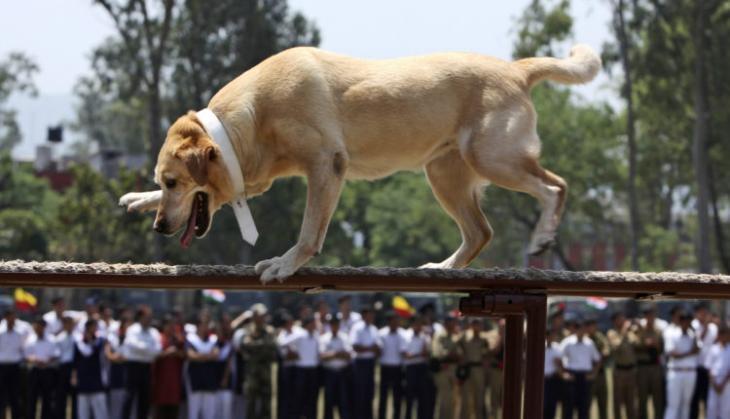 Army Dog