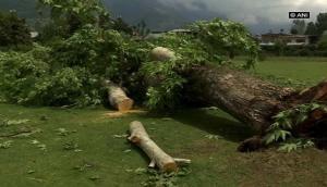 Centuries old Chinar trees uprooted in Srinagar