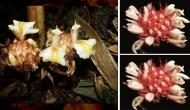 Kerala botanists discover two new ginger species in Arunachal 