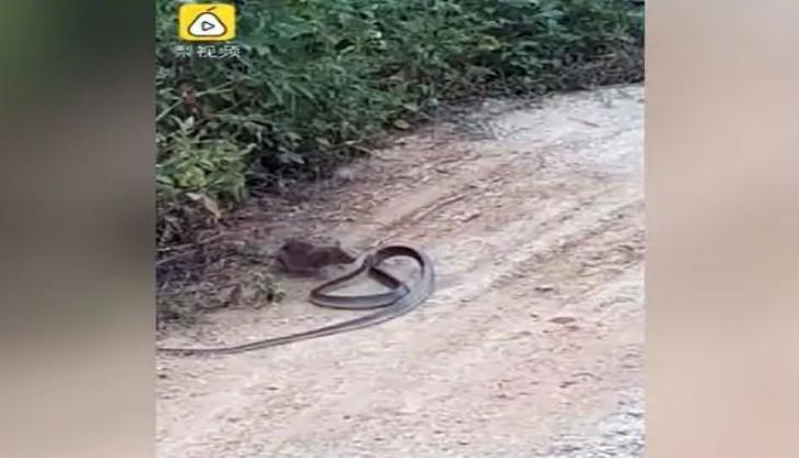 Rat and Snake Fight