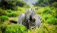 Black and white stripes are not what keep zebras cool