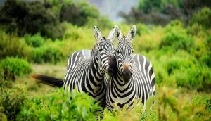 Black and white stripes are not what keep zebras cool