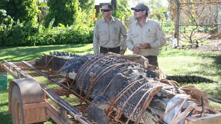 600 kg Australian saltwater crocodile caught after eight-year hunt