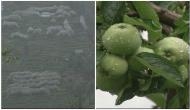Farmers in Himachal using anti-hail nets to protect apple groves