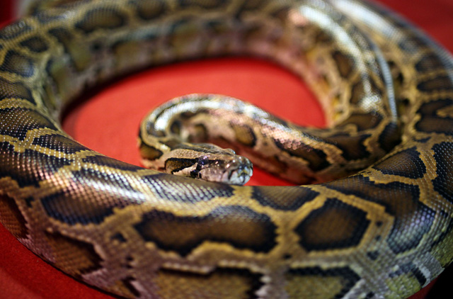 Man tries boarding US plane hiding a python inside a computer hard drive