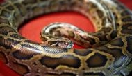 Man tries boarding US plane hiding a python inside a computer hard drive