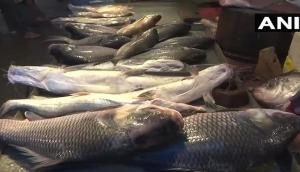 Formalin found in fish in Assam market