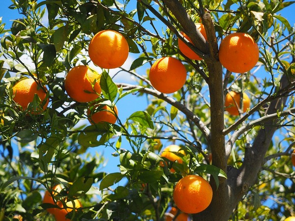 Oranges keep macular degeneration at bay