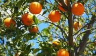Oranges keep macular degeneration at bay