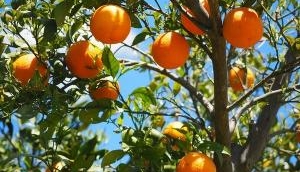 Oranges keep macular degeneration at bay