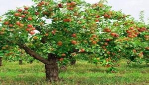 Newton's apple tree may soon take root' in India
