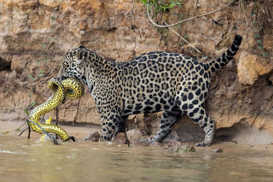 Jaguar at Audubon Zoo, kills four alpacas, an emu and a fox after escaping Zoo enclosure