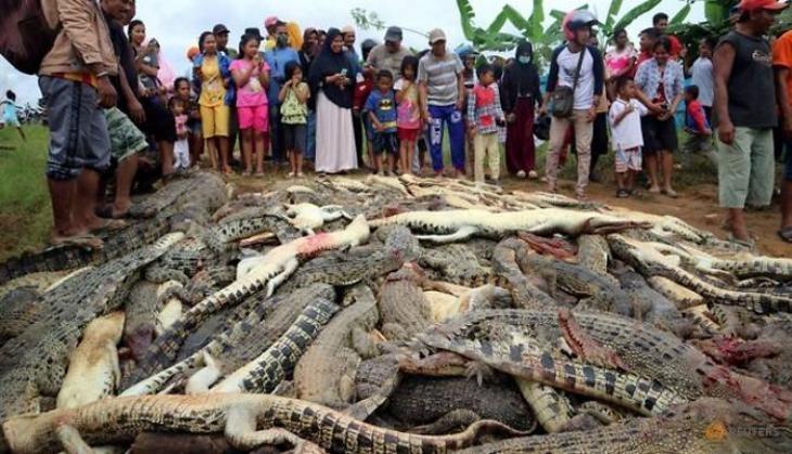 Indonesia Crocodile Death