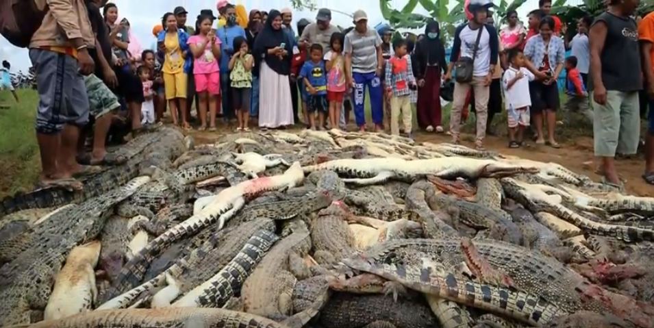 Thai mob slaughtered nearly 300 crocodiles in revenge