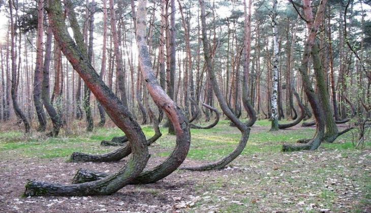 Crooked forest