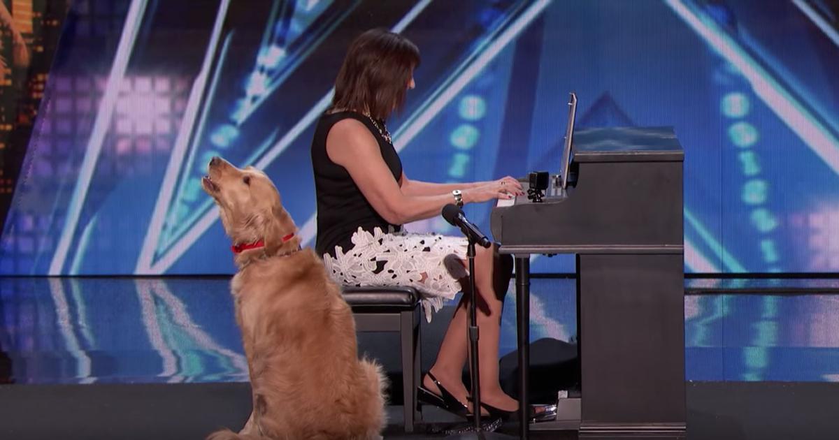 Watch video: Singing golden retriever impressed everyone, including Simon Cowell, on America’s Got Talent