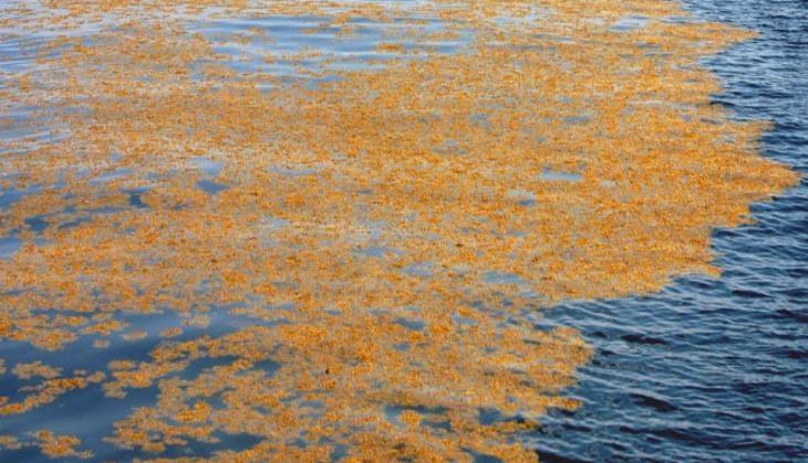Sargassa Sea