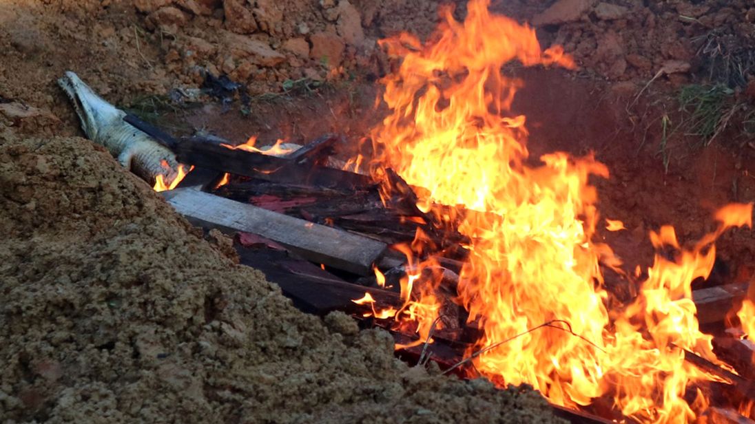 300 crocodiles carcasses burned after revenge killing in Indonesia