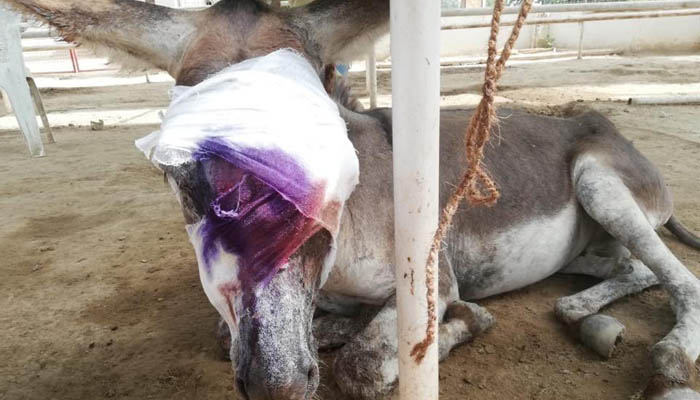 Pakistan Election: Donkey torture continues in Karachi