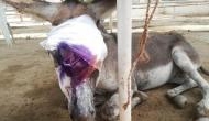 Pakistan Election: Donkey torture continues in Karachi
