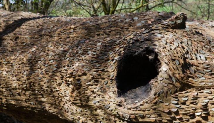 Coin on tree