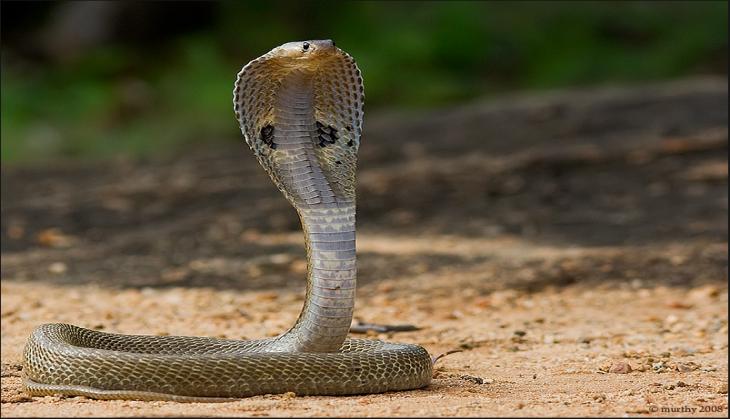 Husband kills wife using snake; found guilty in bizarre crime case