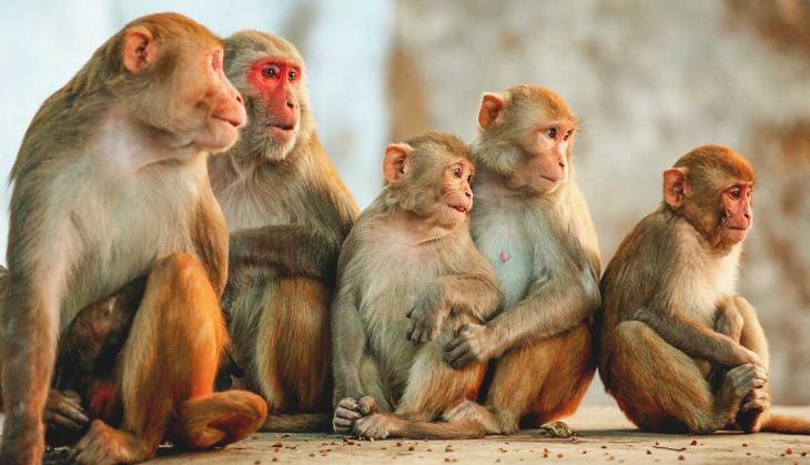12 day-old baby killed by monkey in Agra