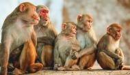 12 day-old baby killed by monkey in Agra