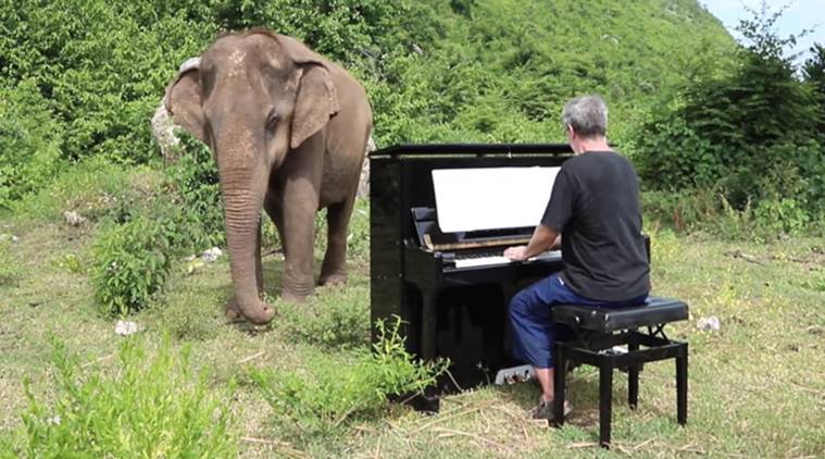 Watch video: Blind elephant rolls to British pianist Paul Barton's classical music in Thailand