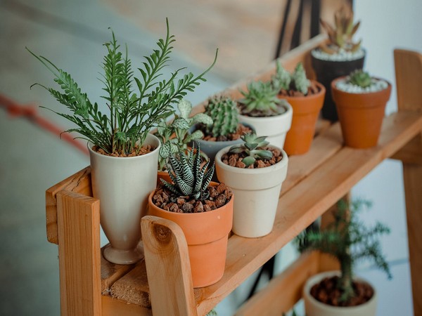 Now houseplants can monitor your home's health