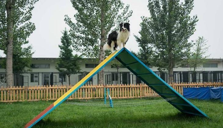 Dog in China