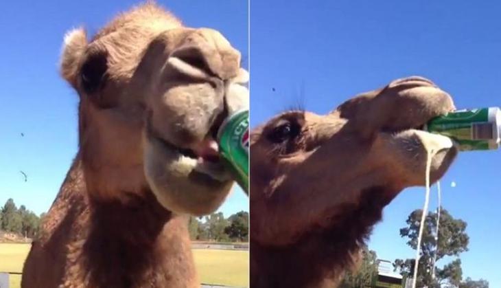 Camel Drink Beer