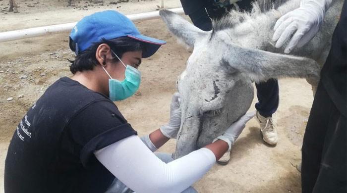 Shocking! Donkey tortured by political party's supporters passes away in Pakistan