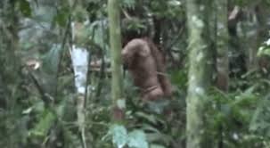 Viral Video: 'World's Loneliest Man' last survivor of Massacred Amazonian tribe