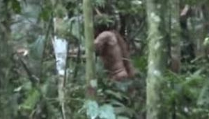 Viral Video: 'World's Loneliest Man' last survivor of Massacred Amazonian tribe