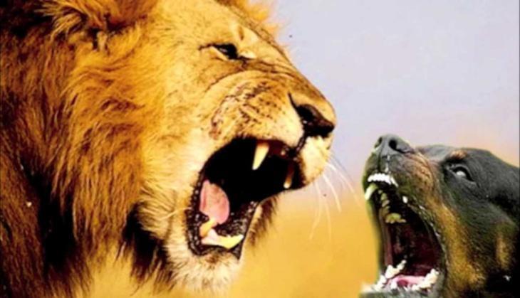 dog-lion fight