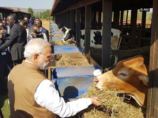 PM Modi gifts 200 cows to Rwanda village