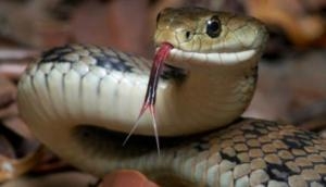 Cobra bites farmer's son, he swims 90-minutes across the river to take him to a hospital; Dr said 'but all efforts were in vein'
