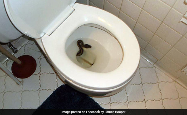 Bizarre! Man goes to washroom, finds Python inside toilet bowl