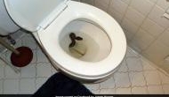 Bizarre! Man goes to washroom, finds Python inside toilet bowl