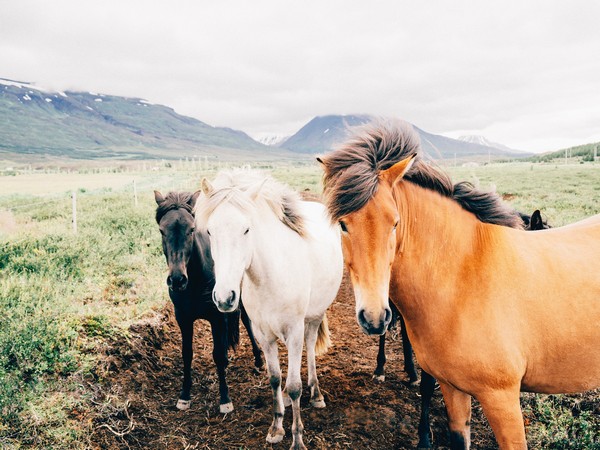 Animals may use muscles as an internal water source
