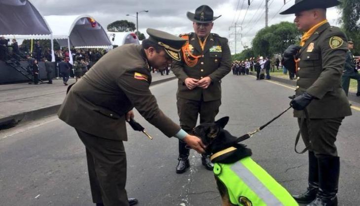 Colombia Dog