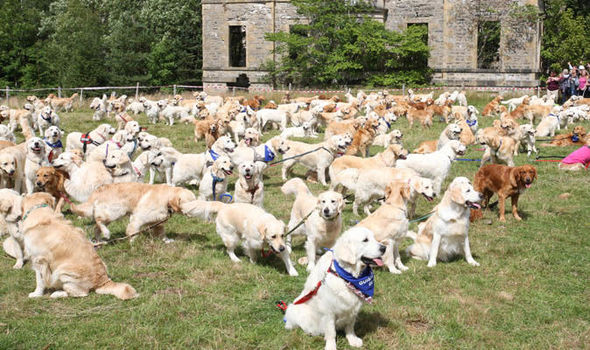 Watch Video: Scotland breaks record for the biggest gathering of 361 golden retrievers 