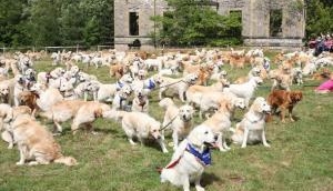 Watch Video: Scotland breaks record for the biggest gathering of 361 golden retrievers 