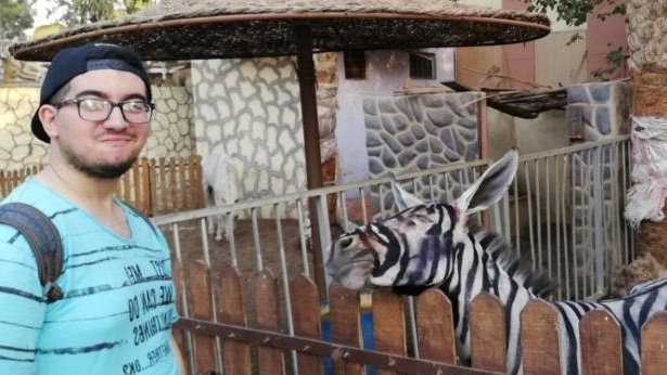 Cairo zoo accused of painting Donkeys to look like Zebras, denies charge