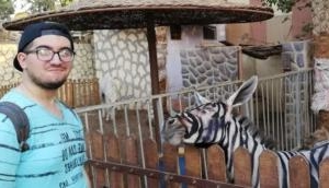 Cairo zoo accused of painting Donkeys to look like Zebras, denies charge