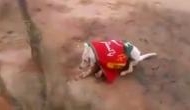 Animal cruelty: Viral video shows dog wrapped in PTI flag shot dead in Bannu