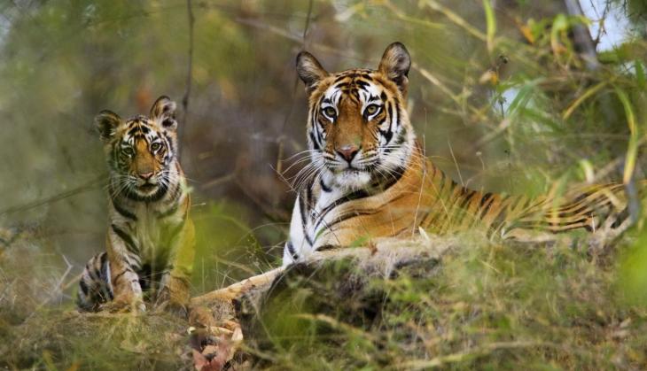 Royal Bengal Tigers spotted in three new locations in Odisha: Forest and Environment minister Bijayshree Routray